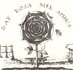 rose cross